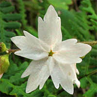 Thumbnail Picture of Woodland Star
