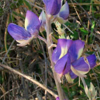 Thumbnail Picture of Bush Lupine