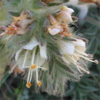 Thumbnail Picture of Mountain Phacelia