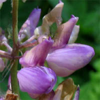 Thumbnail Picture of Broad-leaved Lupine