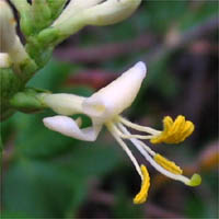 Thumbnail Picture of Chaparral Honeysuckle
