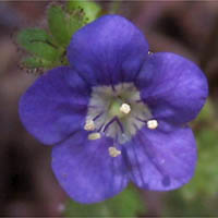 Thumbnail Picture of Sticky Phacelia