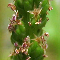 Thumbnail Picture of Common Plantain