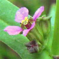 Thumbnail Picture of Long-leaved Ammania