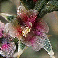 Thumbnail Picture of Russian Thistle