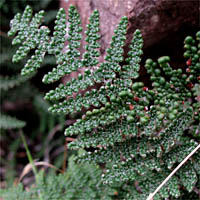 Thumbnail Picture of Coville's Lip Fern