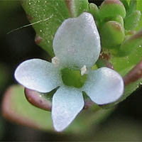 Thumbnail Picture of Hairy Purslane Speedwell