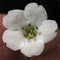 Thumbnail Picture of White Fiesta Flower