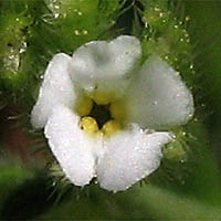 Thumbnail Picture of Adobe Popcorn Flower
