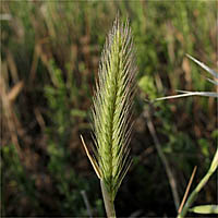 Thumbnail Picture of Dwarf Barley