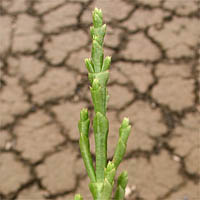 Thumbnail Picture of Bigelow's Pickleweed