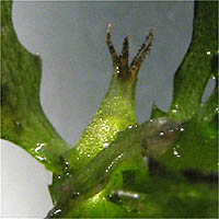 Thumbnail Picture of Holly-leaved Water-nymph