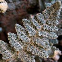 Thumbnail Picture of Cotton Fern