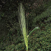 Thumbnail Picture of Cultivated Barley