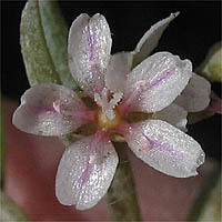 Thumbnail Picture of Pale Claytonia