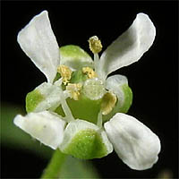 Thumbnail Picture of Heart-Podded Hoary Cress