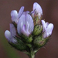 Thumbnail Picture of Gambel's Dwarf Locoweed