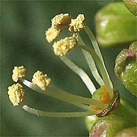 Thumbnail Picture of Desert Wild Grape