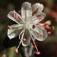 Thumbnail Picture of Wright's Buckwheat