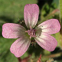 Thumbnail Picture of Roundleaf Geranium