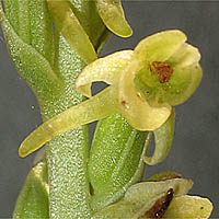 Thumbnail Picture of Chaparral Rein Orchid