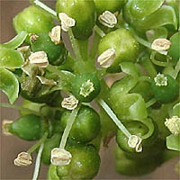 Thumbnail Picture of Cultivated Grape