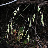 Thumbnail Picture of Woodland Brome