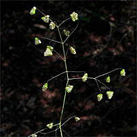 Thumbnail Picture of Annual Quaking Grass