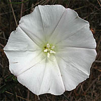 Thumbnail Picture of Island Morning Glory