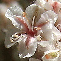 Thumbnail Picture of Santa Catalina Island Buckwheat