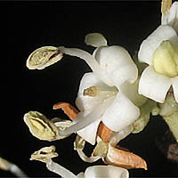 Thumbnail Picture of Chinese Privet