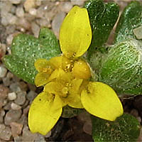 Thumbnail Picture of Many-stem Woolly Sunflower