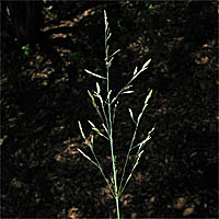 Thumbnail Picture of European Alkali Grass