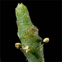 Thumbnail Picture of Parish's glasswort
