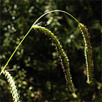 Thumbnail Picture of Dallis Grass