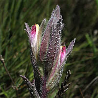 Thumbnail Picture of Salt Marsh Bird's-Beak