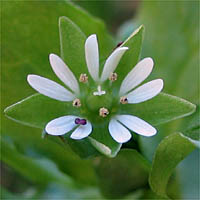 Thumbnail Picture of Common Chickweed