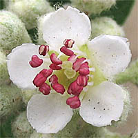 Thumbnail Picture of Silverleaf Cotoneaster