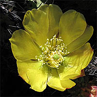 Thumbnail Picture of Coastal Prickly Pear
