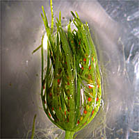 Thumbnail Picture of Chara Algae
