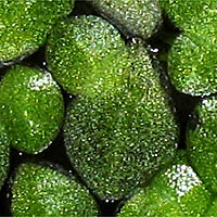 Thumbnail Picture of Minute Duckweed