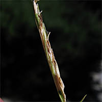 Thumbnail Picture of California Cord Grass