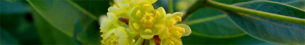 flower picture