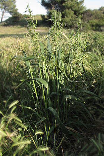 Detailed Picture 4 of Avena sativa