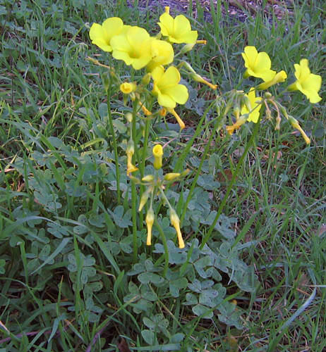 Detailed Picture 3 of Oxalis pes-caprae