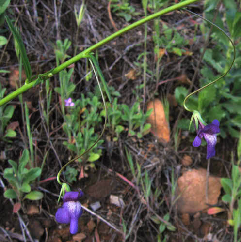 Detailed Picture 3 of Antirrhinum kelloggii