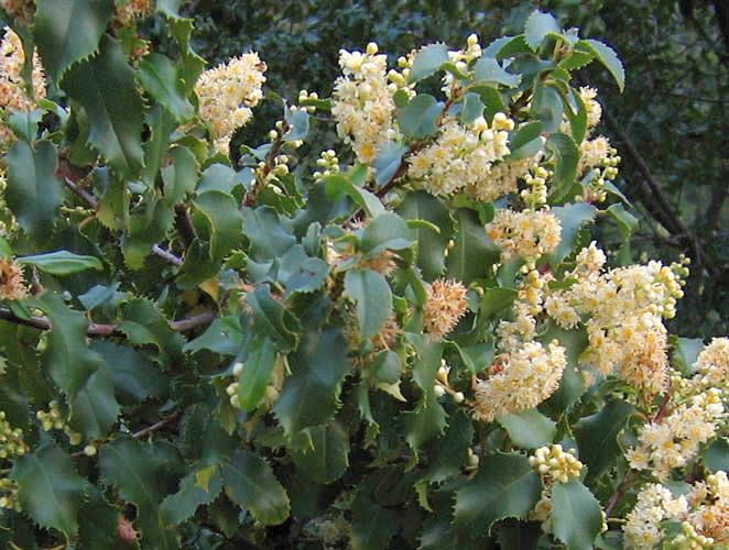 Detailed Picture 2 of Prunus ilicifolia ssp. ilicifolia