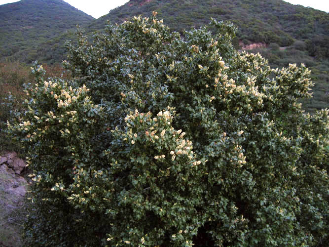 Detailed Picture 3 of Prunus ilicifolia ssp. ilicifolia