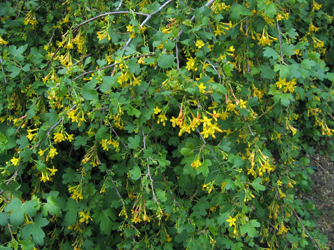 Detailed Picture 4 of Ribes aureum var. gracillimum