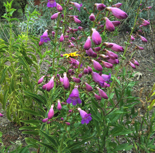 Detailed Picture 3 of Penstemon spectabilis var. subviscosus